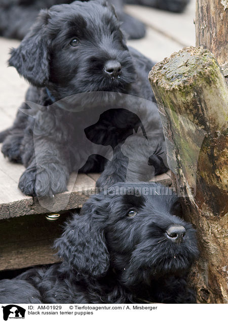 black russian terrier puppies / AM-01929