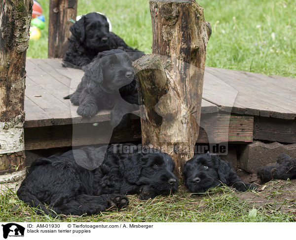 black russian terrier puppies / AM-01930