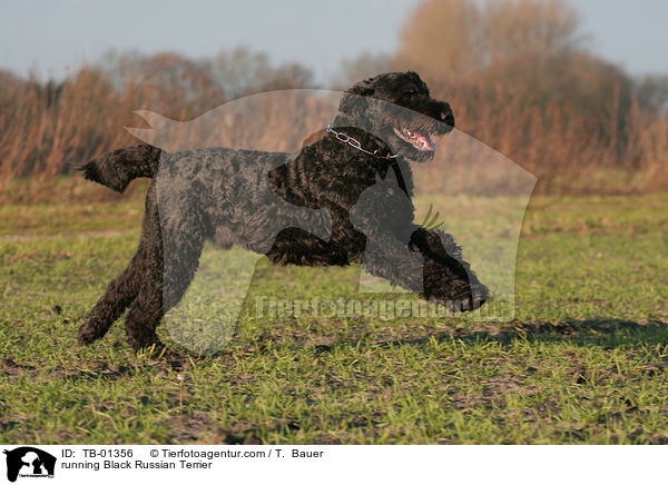 running Black Russian Terrier / TB-01356
