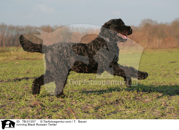 running Black Russian Terrier / TB-01357