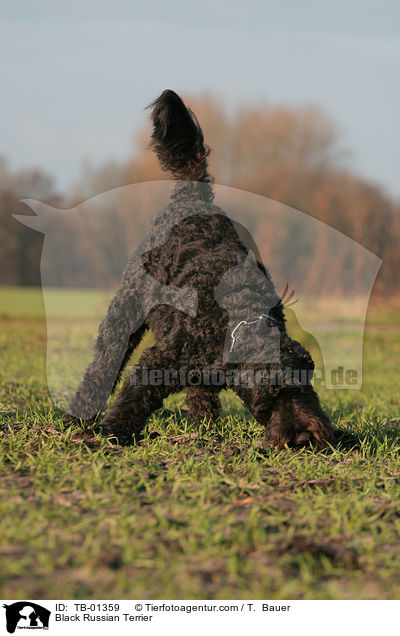 Black Russian Terrier / TB-01359