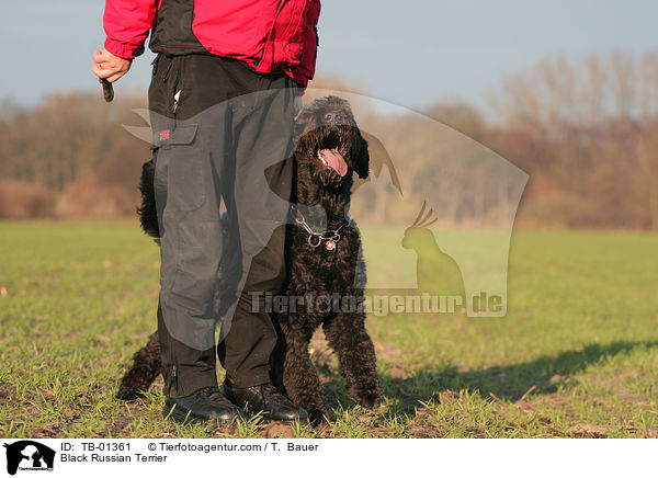 Black Russian Terrier / TB-01361