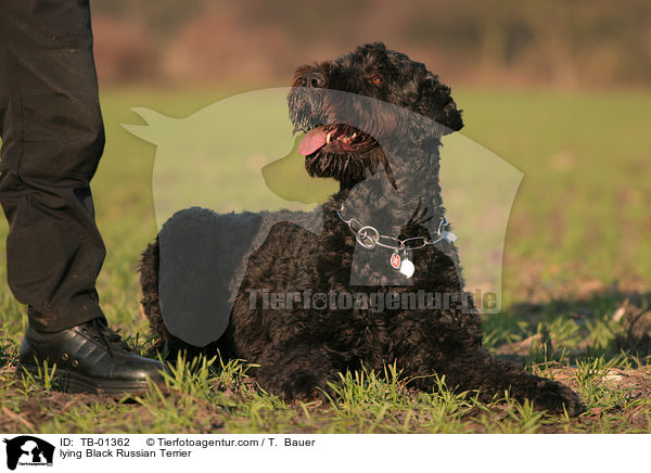 lying Black Russian Terrier / TB-01362