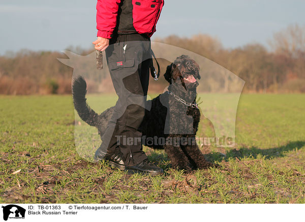 Black Russian Terrier / TB-01363