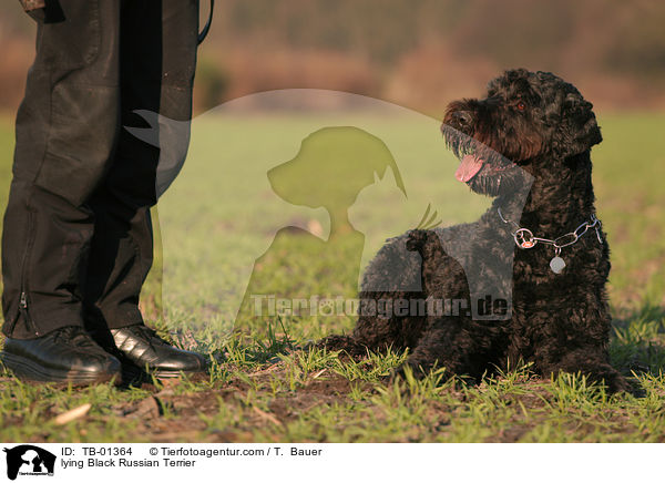 lying Black Russian Terrier / TB-01364