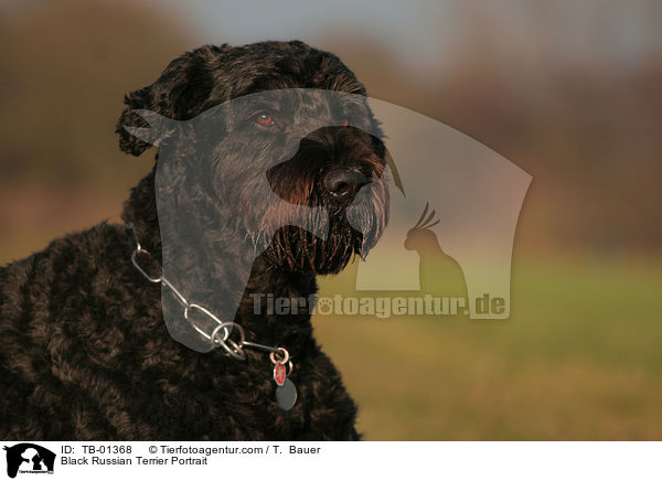 Black Russian Terrier Portrait / TB-01368