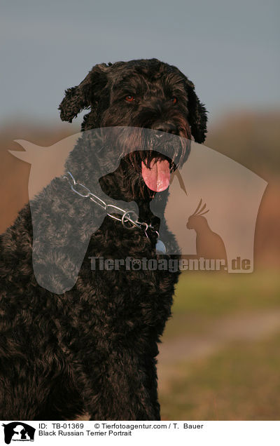 Black Russian Terrier Portrait / TB-01369