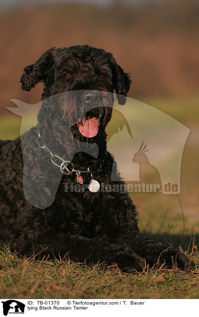 lying Black Russian Terrier / TB-01370