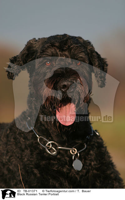 Black Russian Terrier Portrait / TB-01371