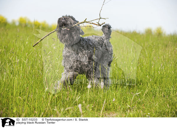 playing black Russian Terrier / SST-10233