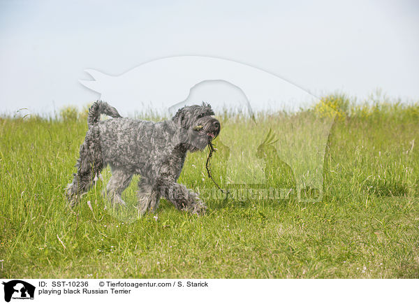 playing black Russian Terrier / SST-10236
