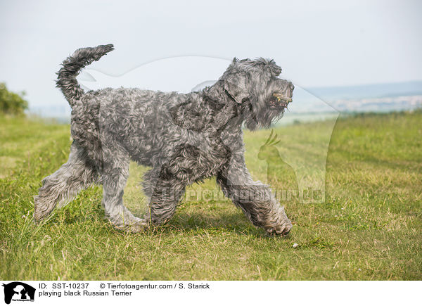 playing black Russian Terrier / SST-10237
