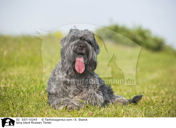 lying black Russian Terrier / SST-10245
