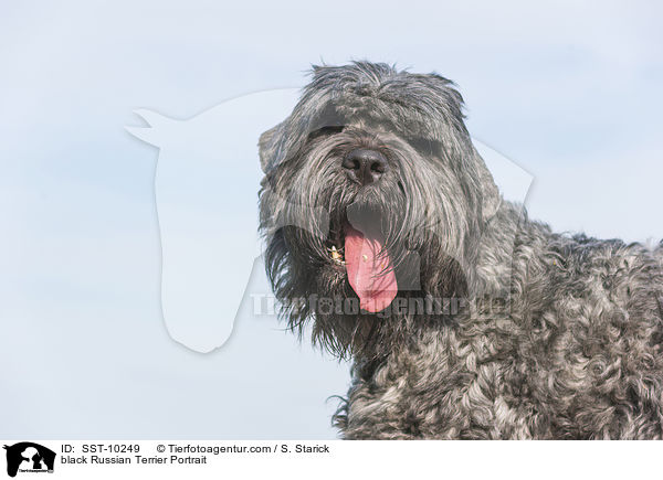 black Russian Terrier Portrait / SST-10249