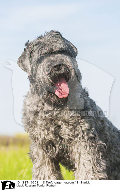 black Russian Terrier Portrait / SST-10258