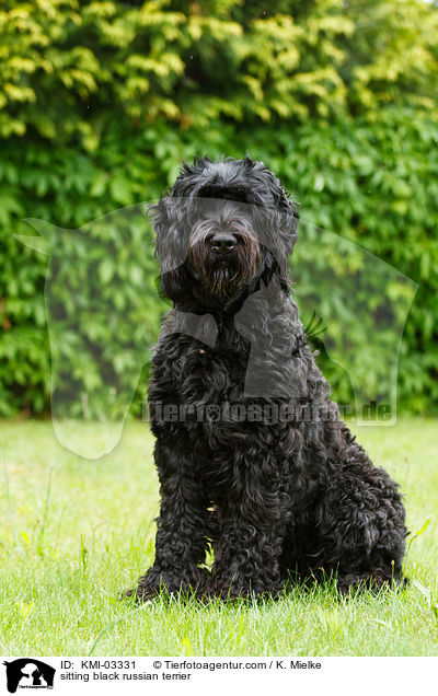 sitting black russian terrier / KMI-03331