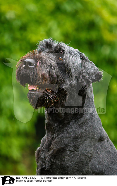 black russian terrier portrait / KMI-03332