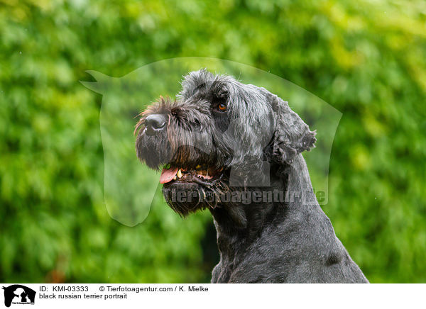 black russian terrier portrait / KMI-03333