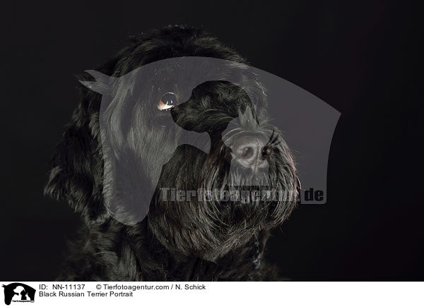Black Russian Terrier Portrait / NN-11137