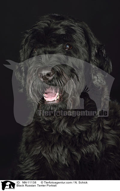 Black Russian Terrier Portrait / NN-11138