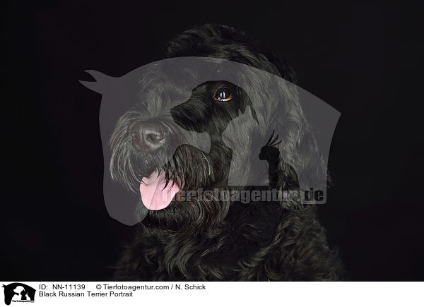 Black Russian Terrier Portrait / NN-11139