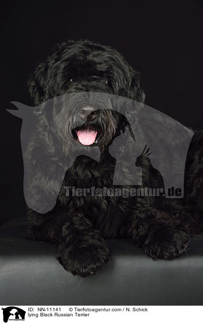 lying Black Russian Terrier / NN-11141