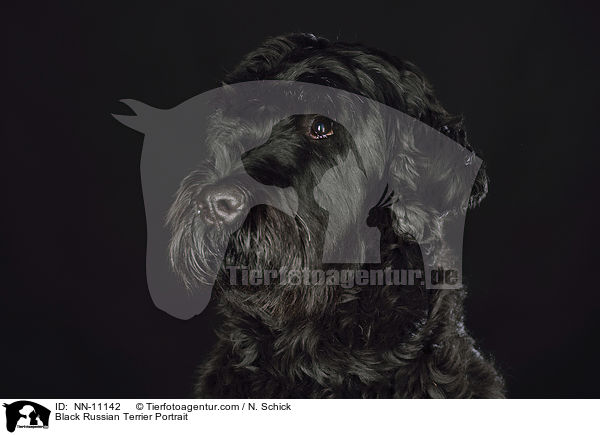 Black Russian Terrier Portrait / NN-11142