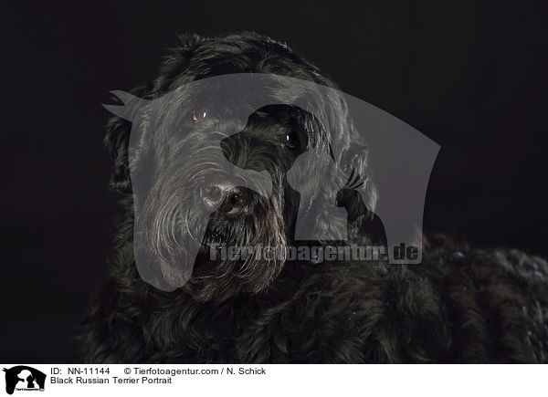 Black Russian Terrier Portrait / NN-11144