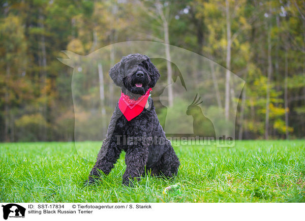 sitting Black Russian Terrier / SST-17834