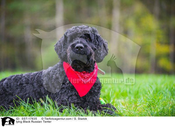 lying Black Russian Terrier / SST-17835