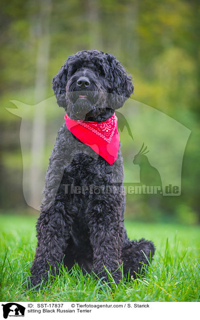 sitting Black Russian Terrier / SST-17837