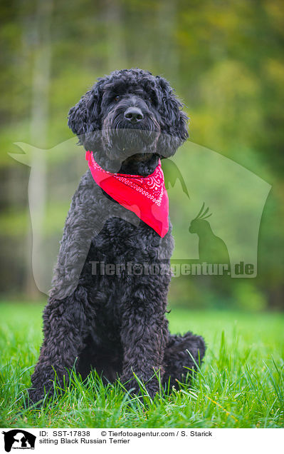 sitting Black Russian Terrier / SST-17838