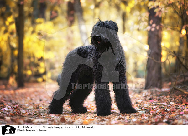 Black Russian Terrier / UM-02055