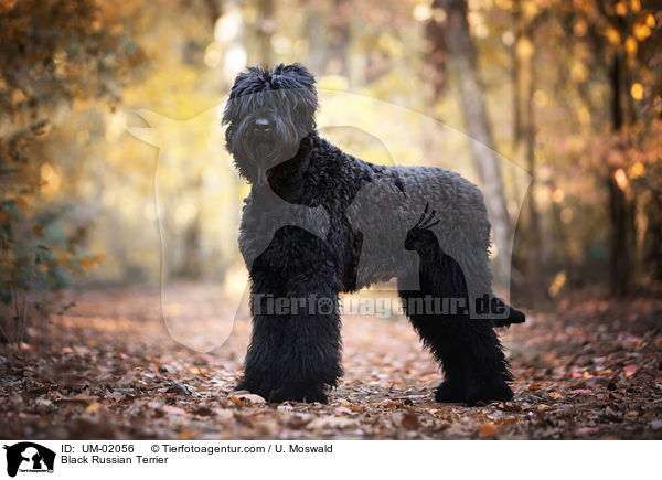 Black Russian Terrier / UM-02056