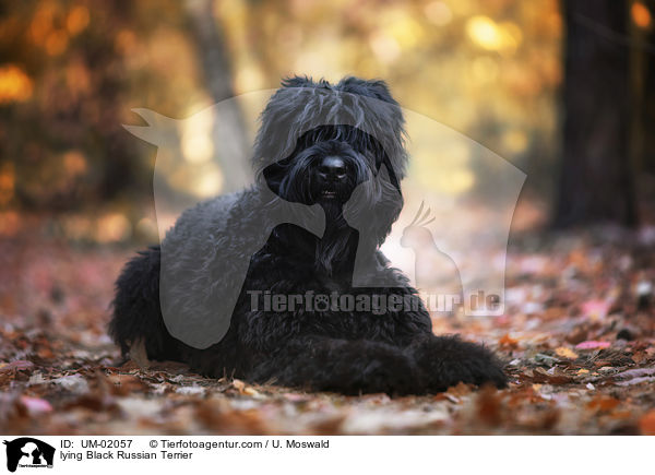 lying Black Russian Terrier / UM-02057