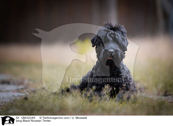 lying Black Russian Terrier / UM-02246
