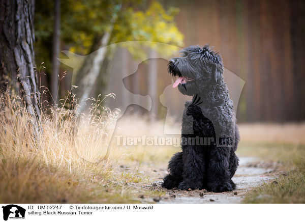 sitting Black Russian Terrier / UM-02247