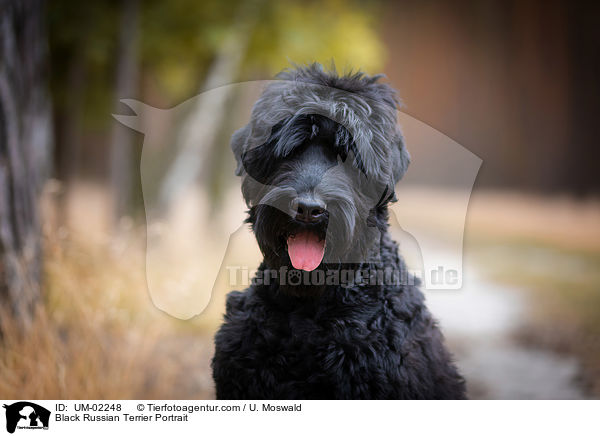 Black Russian Terrier Portrait / UM-02248