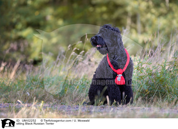 sitting Black Russian Terrier / UM-02252
