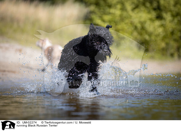 rennender Schwarzer Russischer Terrier / running Black Russian Terrier / UM-02274