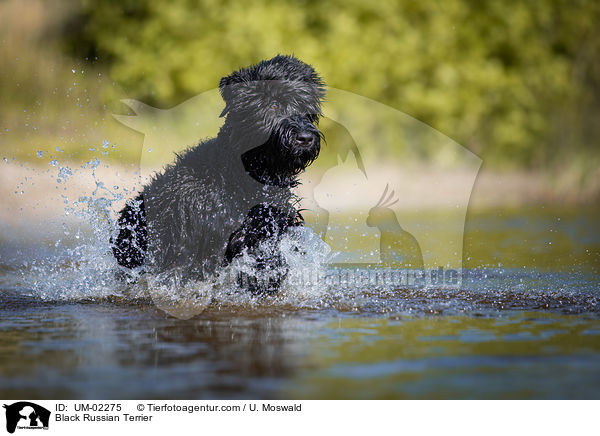 Black Russian Terrier / UM-02275