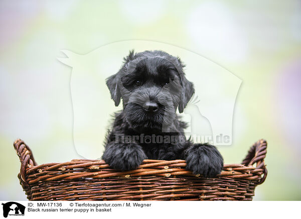 Black russian terrier puppy in basket / MW-17136