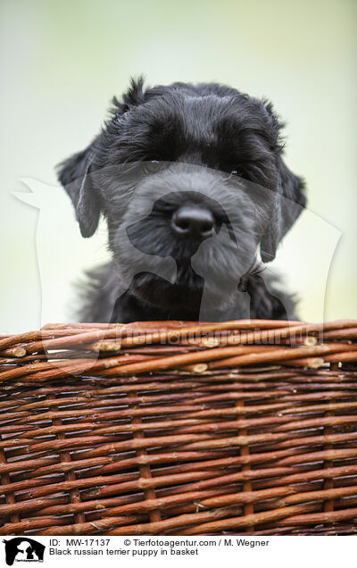 Black russian terrier puppy in basket / MW-17137