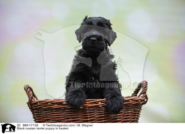 Black russian terrier puppy in basket / MW-17138