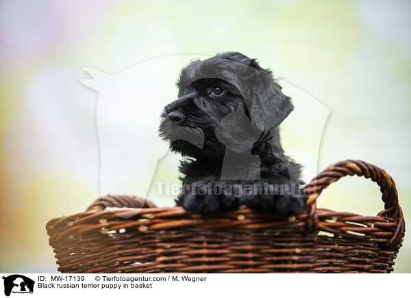 Black russian terrier puppy in basket / MW-17139