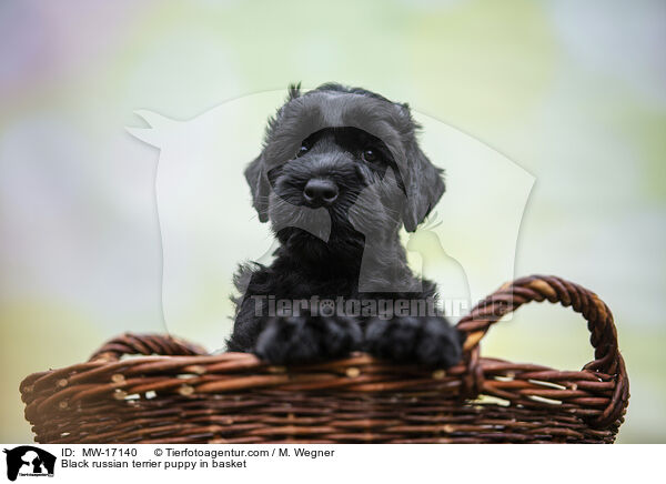 Black russian terrier puppy in basket / MW-17140