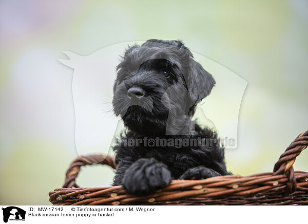 Schwarzer Russischer Terrier Welpe im Krbchen / Black russian terrier puppy in basket / MW-17142