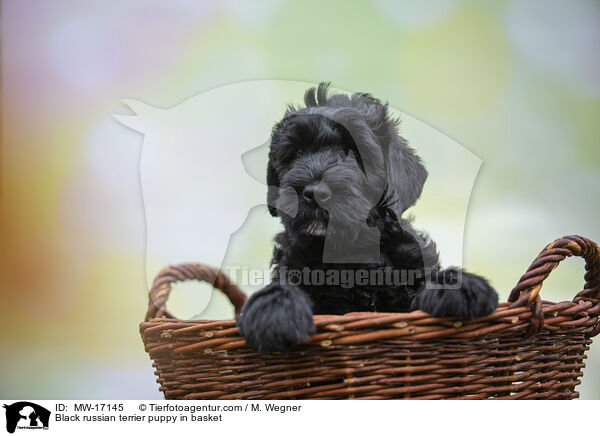 Black russian terrier puppy in basket / MW-17145