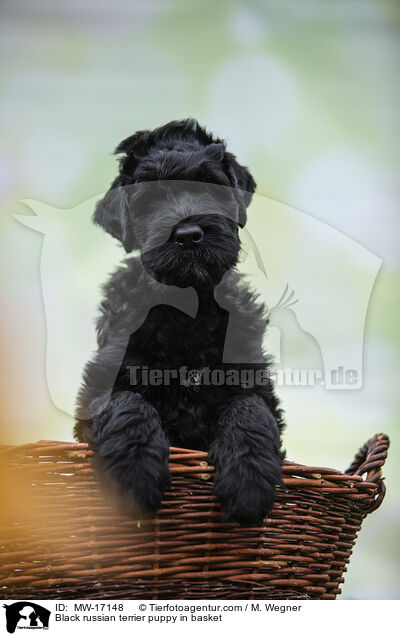 Black russian terrier puppy in basket / MW-17148