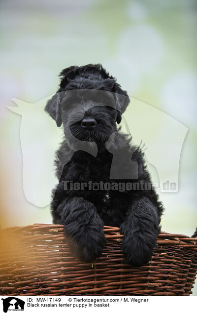 Black russian terrier puppy in basket / MW-17149